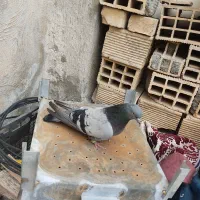 کفتر سبز ماده