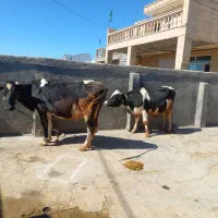 گاو گوساله|حیوانات مزرعه|حمیل, |دیوار