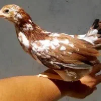 جوجه مرغ یه ماهه و دوماهه