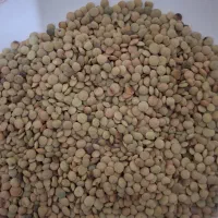 فروش عدس درشت و ریز