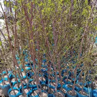 نهالستان ایران نهال|خدمات باغبانی و درختکاری|میاندوآب, |دیوار