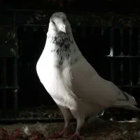 کفتر کفتر بازی