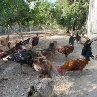 تخم مرغ صدرصد نطفه دار وارگانیک