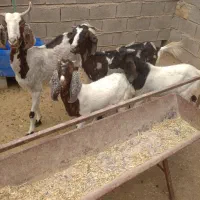 دوبز نری خورده با دوکهره نر