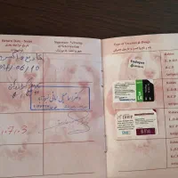سگ شیتزو مالتیز ۳ ماه|سگ|اردبیل, |دیوار