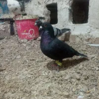 کفتر|پرنده|تایباد, |دیوار