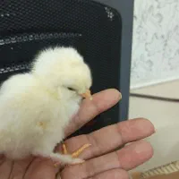 جوجه یک روزه نژاد دار|حیوانات مزرعه|رباط‌کریم, رباط‌کریم|دیوار