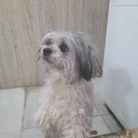 سگ شیتزو گم شده