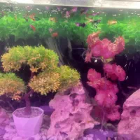 ماهی گوشت خار|ماهی|شیراز, شهرک ولیعصر|دیوار