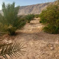 باغ لیمو ترش