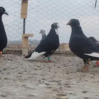 پلنگ سیاه ،میناسیاه