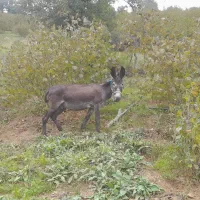 الاغ ارام باری|حیوانات مزرعه|رحیمآباد, |دیوار