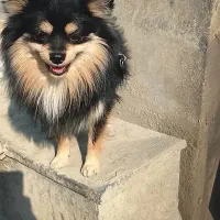 فروش سگ پامرانین روباه ای