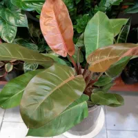 بنسای جنسینگ/بنسای فیکوس/گل آپارتمانی گیاه|گل و گیاه طبیعی|فردیس, فردیس|دیوار