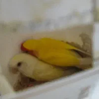 کوتوله مولد