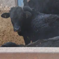 گوساله نر و ماده