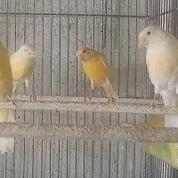 قناری|پرنده|ساوه, |دیوار