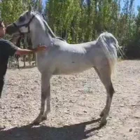 نریان عرب دوسر خارجی پدر سیف الریان مادر واردا.تی|اسب و تجهیزات اسب‌سواری|همدان, |دیوار