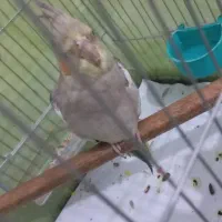 دوعدد  عروس هلندی  سالم ۳ ماه  فروشی