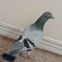 کبوتر پلاکی نر عراق|پرنده|خورموج, |دیوار
