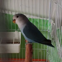 جوجه برزیلی درجه یک