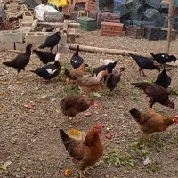 مرغ و خروس محلی