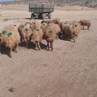 میش|حیوانات مزرعه|حمیل, |دیوار