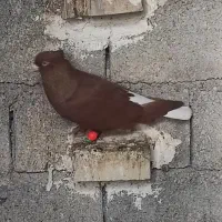 سه عدد نر|پرنده|حمیدیه, |دیوار