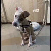 سگ پیت پول