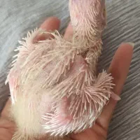 جوجه عروس لوتینو خوش ذات