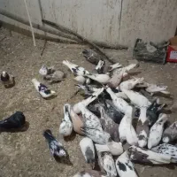 کفتر تهرانی|پرنده|بومهن, |دیوار