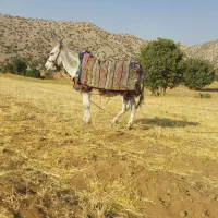 یک الاغ نر جوان|حیوانات مزرعه|کوهدشت, |دیوار