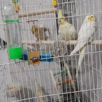 عروس هلندی حراج|پرنده|محمدیه-قزوین, |دیوار