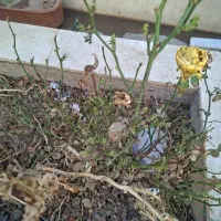 کاه کردستان