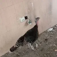 بوقلمون برنز ماده