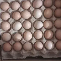 تخم مرغ گلپایگانی