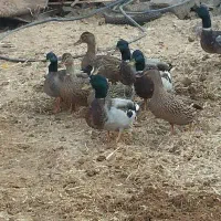 سکه  وخضیر حرات  للبیع الجوز ثمن ملایین