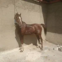 اسب نریون برای کشیش رایگان اسب ملارد است|اسب و تجهیزات اسب‌سواری|کرج, مرکز تحقیقات البرز|دیوار