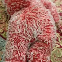 عروسک