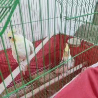 یک جفت عروس هلندی سالم و سر حال