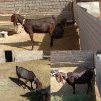 بز پاکستانی قیمت مفت