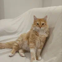 واگذاری گربه|گربه|گرگان, |دیوار