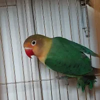 طوطی برزیلی