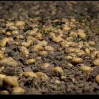 کارگربرای برداشت سیب زمینی