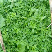 نهال گوجه سرسبز