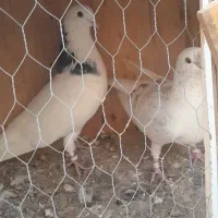 کفتر پرشی|پرنده|شهریار, اسد‌آباد|دیوار