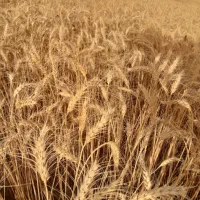 گندم درجه یک و کاه گندم