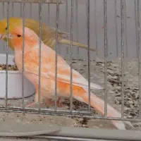 فروش قناری جفت وتک