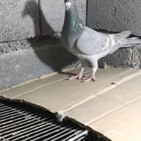 کبوتر طاووسی و طوقی|پرنده|شیراز, رکنآباد|دیوار