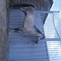 نریان کرد خوش تیپ